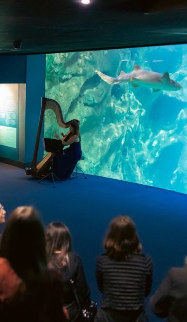 Julie Harpiste joue à l'aquarium de La Rochelle devant les requins