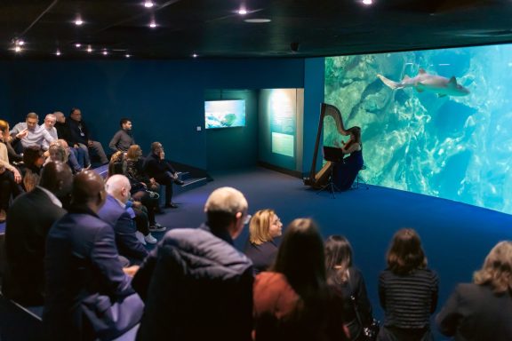 Julie Harpiste joue à l'aquarium de La Rochelle devant les requins