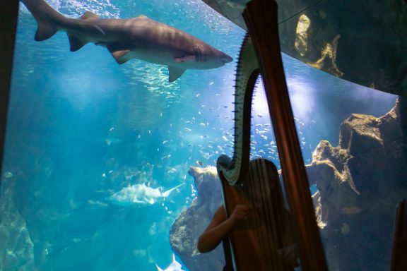 Julie Harpiste joue à l'aquarium de La Rochelle devant les requins