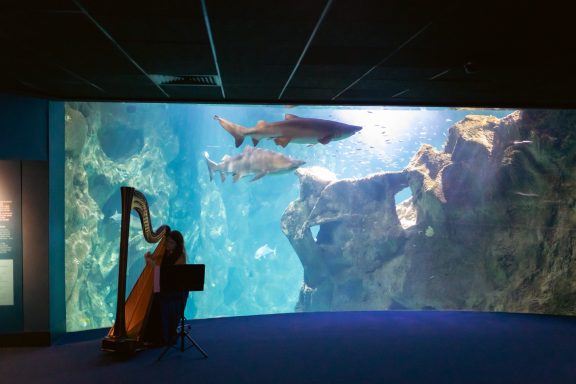 Julie Harpiste joue à l'aquarium de La Rochelle devant les requins